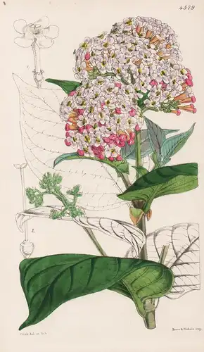 Rondeletia Versicolor. Changeable-flowered Rondeletia. Tab. 4579 - Panama / Pflanze Planzen plant plants / flo