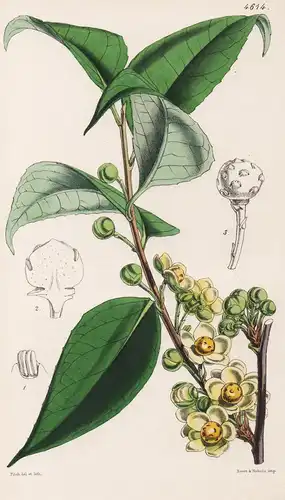Sphaerostema Propinquum. Dr. Wallich's Sphaerostema. Tab. 4614 - Nepal / Pflanze Planzen plant plants / flower