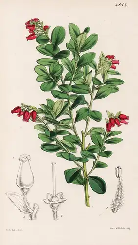 Vaccinium Rollisoni. Rollison's Whortleberry. Tab. 4612 - Java / Pflanze Planzen plant plants / flower flowers