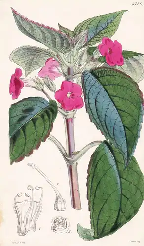 Episcia Melittifolia. Melittis-leaved Episcia. Tab. 4720 - Pflanze Planzen plant plants / flower flowers Blume