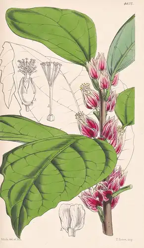 Goethea Strictiflora. Upright-flowering Goethea. Tab. 4677 - Brasil Brazil Brasilien / Pflanze Planzen plant p