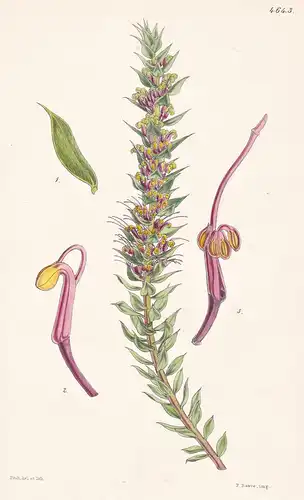 Hakea Myrtoides. Myrtle-like Hakea. Tab. 4643 - Australia Australien / Pflanze Planzen plant plants / flower f
