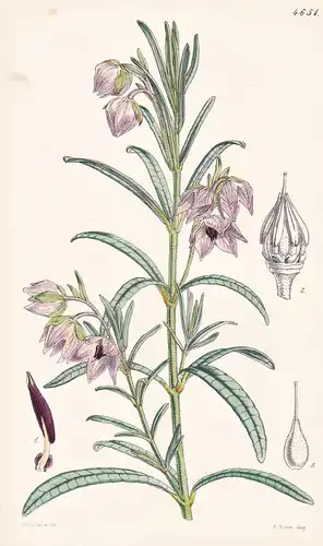Guichenotia Macrantha. Large-flowered Guichenotia. Tab. 4651 - Australia Australien / Pflanze Planzen plant pl