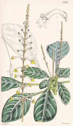 Gymnostachyum Ceylanicum. Ceylon Gymnostachyum. Tab. 4706 - Sri Lanka / Pflanze Planzen plant plants / flower