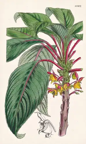 Impatiens Macrophylla. Large-leaved Ceylon Balsam. Tab. 4662 - Sri Lanka / Pflanze Planzen plant plants / flow