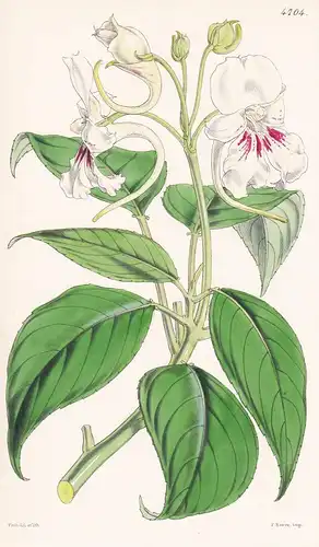 Impatiens Hookeriana. Hooker's Balsam. Tab. 4704 - Sri Lanka / Pflanze Planzen plant plants / flower flowers B