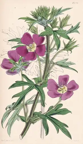 Malva Involucrata. Involucrated Mallow. Tab. 4681 - North America Nordamerika / Pflanze Planzen plant plants /