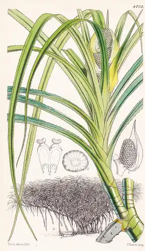 Pandanus Pygmaeus. Dwarf Screw-Pine. Tab. 4736 - Madagascar / Pflanze Planzen plant plants / flower flowers Bl