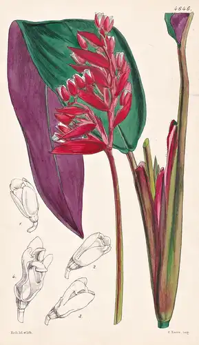 Phrynium Sanguineum. Sanguineous Phrynium. Tab. 4646 - Pflanze Planzen plant plants / flower flowers Blume Blu