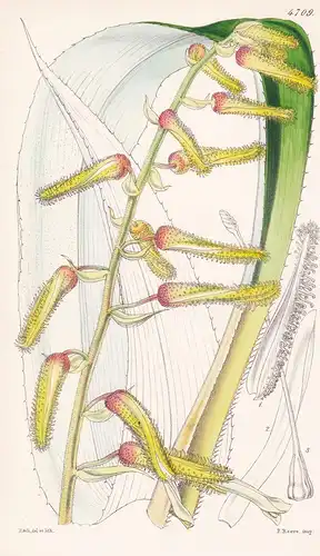 Pitcairnia Echinata. Echinated-flowered Pitcairnia. Tab. 4709 - Mexico Mexiko / Pflanze Planzen plant plants /