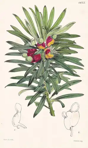 Podocarpus Neriifolia. Oleander-leaved Podocarpus. Tab. 4655 - Nepal / Pflanze Planzen plant plants / flower f
