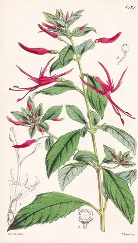 Semeiandra Grandiflora. Large.flowered Semeiandra. Tab. 4727 - Mexico Mexiko / Pflanze Planzen plant plants /