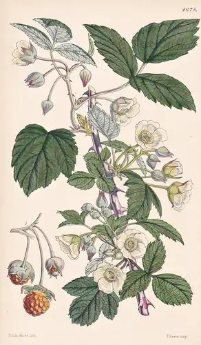 Rubus Biflorus. Twin-flowering Raspberry. Tab. 4678 - Nepal / Pflanze Planzen plant plants / flower flowers Bl