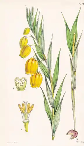 Sandersonia Aurantiaca. Golden-flowered Sandersonia. Tab. 4716 - South Africa Südafrika / Pflanze Planzen plan