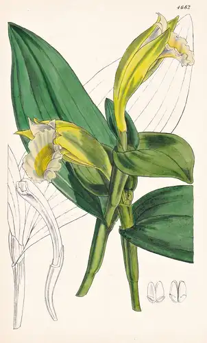 Sobralia Chlorantha. Yellow-flowered Sobralia. Tab. 4682 - Brasil Brazil Brasilien / Orchidee orchid / Pflanze