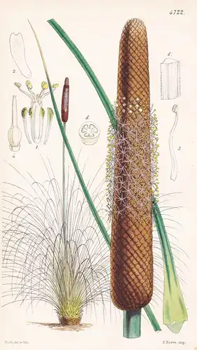 Xanthorrhoea Hastile. Spear Yellow-Gum. Tab. 4722 - Australia Australien / Pflanze Planzen plant plants / flow