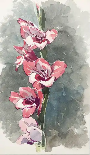 (Gladiole Blume Botanik / Gladiolus flower botany)