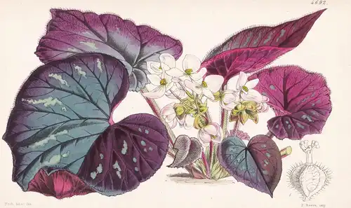Begonia Thaitesii. Mr. Twaites's Begonia. Tab. 4692 - Sri Lanka / Pflanze Planzen plant plants / flower flower