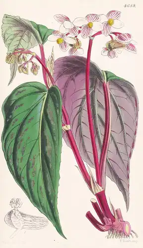 Begonia Rubro-Venia. Red-veined Begonia. Tab. 4689 - Bhutan / Pflanze Planzen plant plants / flower flowers Bl