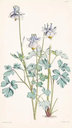 Aquilegia Kanaoriensis. Kanaor Columbine. Tab. 4693 - Himalaya / Pflanze Planzen plant plants / flower flowers