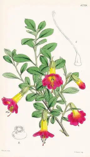 Cantua Bicolor. Two-coloured Cantua. Tab. 4729 -  Pflanze Planzen plant plants / flower flowers Blume Blumen /