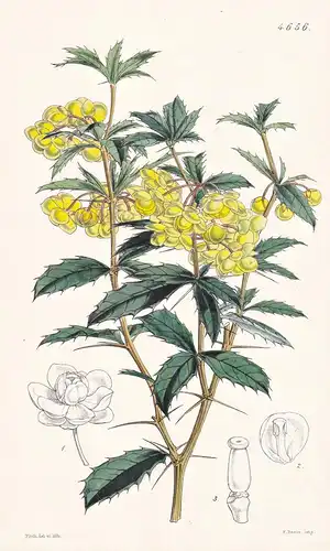 Berberis Wallichiana. Dr. Wallich's Berberry. Tab. 4656 - Nepal / Pflanze Planzen plant plants / flower flower
