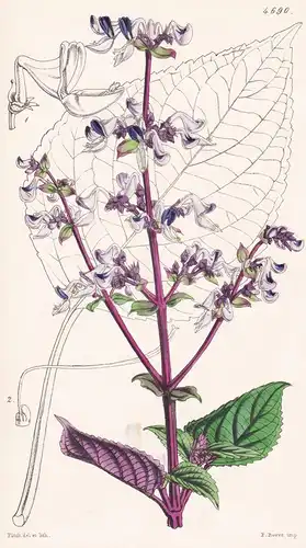 Coleus Macraei. Mr. Macrae's Coleus. Tab. 4690 - Sri Lanka / Pflanze Planzen plant plants / flower flowers Blu