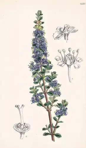 Ceanothus Rigidus. Rigid Ceanothus. Tab. 4664 - California Kalifornien / Pflanze Planzen plant plants / flower