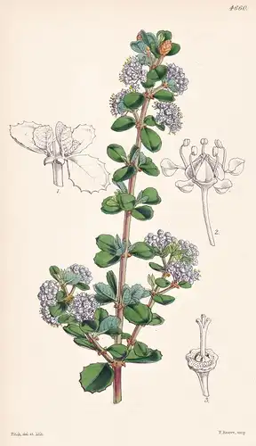 Ceanothus Verrucosus. Warted Ceanothus. Tab. 4660 - California Kalifornien / Pflanze Planzen plant plants / fl