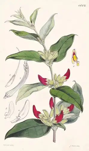 Brachysema Lanceolatum. Lance-leaved Brachysema. Tab. 4652 - Australia Australien / Pflanze Planzen plant plan