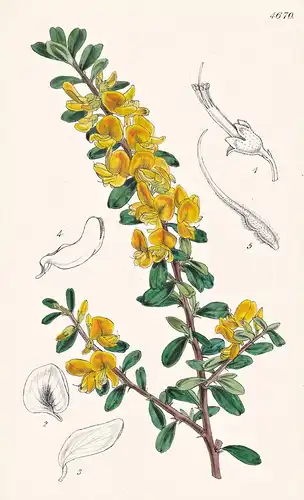 Brya Ebenus. Jamaica Ebony. Tab. 4670 - West-Indies / Pflanze Planzen plant plants / flower flowers Blume Blum