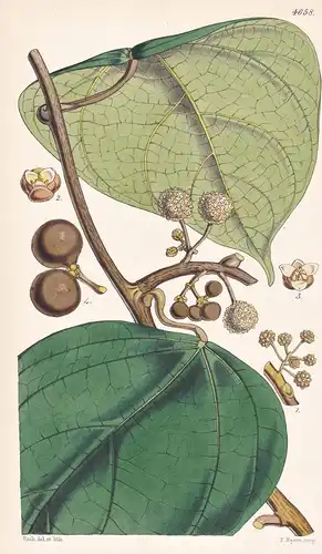 Coscinium Fenestratum. False Calumba-root. Tab. 4658 - Sri Lanka / Pflanze Planzen plant plants / flower flowe