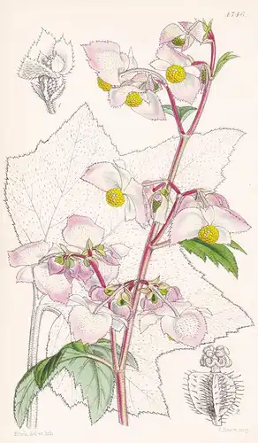 Begonia Biserrata. Doubly-serrated Begonia. Tab. 4746 - Pflanze Planzen plant plants / flower flowers Blume Bl