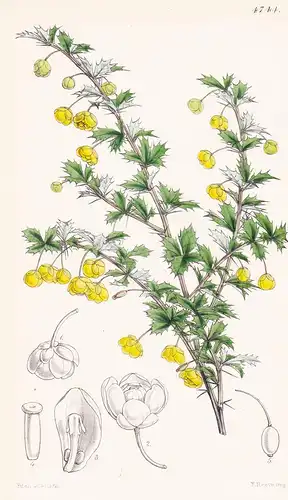 Berberis Concinna, Hook.fil. Neat Berberry. Tab. 4744 - Himalaya / Pflanze Planzen plant plants / flower flowe