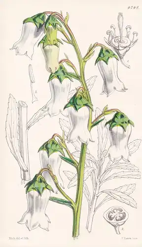 Campanula Vidalii. Vidal's Bell-flower. Tab. 4748 - Azores / Pflanze Planzen plant plants / flower flowers Blu
