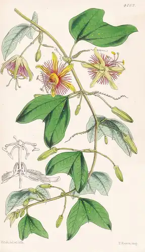 Passiflora Medusaea. Medusean Passion-flower. Tab. 4752 - Mexico Mexiko / Pflanze Planzen plant plants / flowe