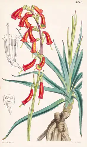 Bravola Geminiflora. Twin-flowered Bravola. Tab. 4741 - Mexico Mexiko / Pflanze Planzen plant plants / flower