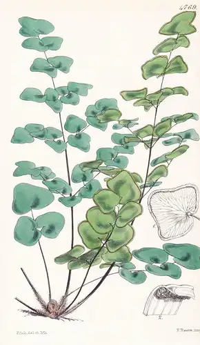 Allosorus Calomelanos. Deltoid-leaved Allosorus. Tab. 4769 - Pflanze Planzen plant plants / flower flowers Blu