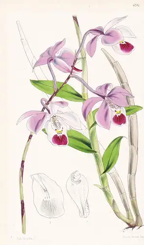 Barkeria Elegans. Elegant Barkeria. Tab. 4784 - Mexico Mexiko / Orchidee orchid / Pflanze Planzen plant plants
