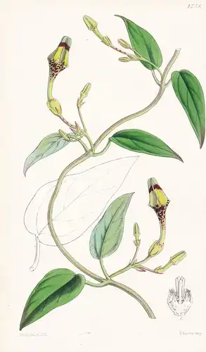 Ceropegia Thwaitesii. Mr. Thwaites's Ceropegia. Tab. 4758 - Sri Lanka / Pflanze Planzen plant plants / flower