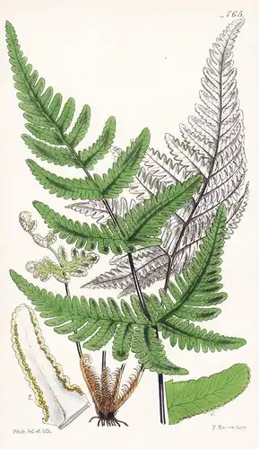 Cheilanthes Farinosa. Mealy Cheilanthes. Tab. 4765 - Arabia Arabien / Pflanze Planzen plant plants / flower fl