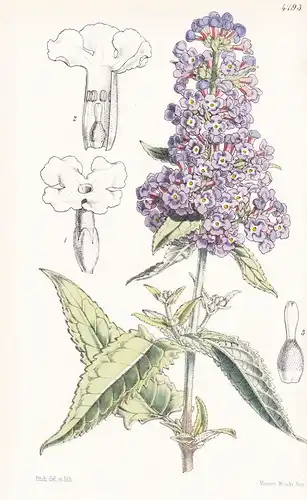 Buddleia Crispa. Crisped-leaved Buddleia. Tab. 4793 - Himalaya / Pflanze Planzen plant plants / flower flowers