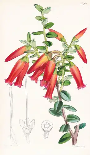 Ceratostema Longiflorum. Long-flowered Ceratostema. Tab. 4779 - Peru / Pflanze Planzen plant plants / flower f