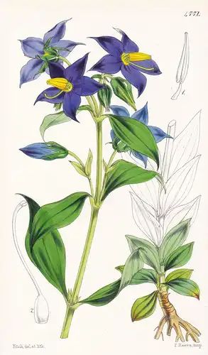 Exacum Macranthum. Large-flowered Exacum. Tab. 4771 - Sri Lanka / Pflanze Planzen plant plants / flower flower