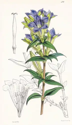 Gentiana Fortuni. Mr. Fortune's Gentian. Tab. 4776 - China / Pflanze Planzen plant plants / flower flowers Blu