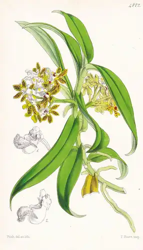 Saccolabium Denticulatum. Toothed Saccolabium. Tab. 4772 - Bengal / Orchidee orchid / Pflanze Planzen plant pl