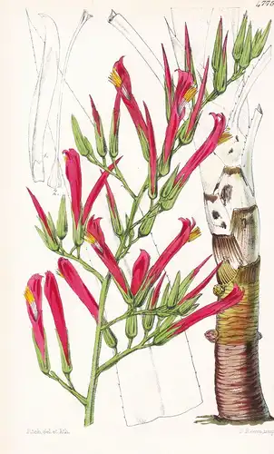 Pitcairnia Longifolia. Long-leaved Pitcairnia. Tab. 4775 - Pflanze Planzen plant plants / flower flowers Blume