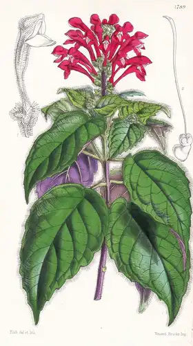 Scutellaria Villosa. Shaggy Skull-cap. Tab. 4789 - Peru / Pflanze Planzen plant plants / flower flowers Blume