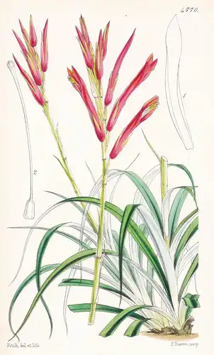 Pitcairnia Muscosa. hoary Pitcairnia. Tab. 4770 - Brasil Brazil Brasilien / Pflanze Planzen plant plants / flo
