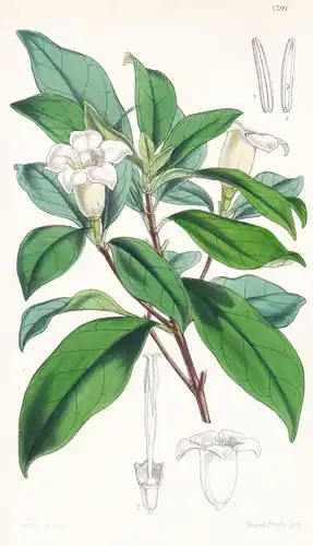 Gardenia Globosa. Globe-fruited Gardenia. Tab. 4791 - South Africa Südafrika / Pflanze Planzen plant plants /